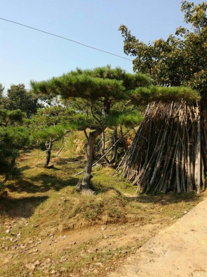 造型松造型景松造型黑松泰山景松