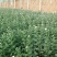 白菊花80~100cm