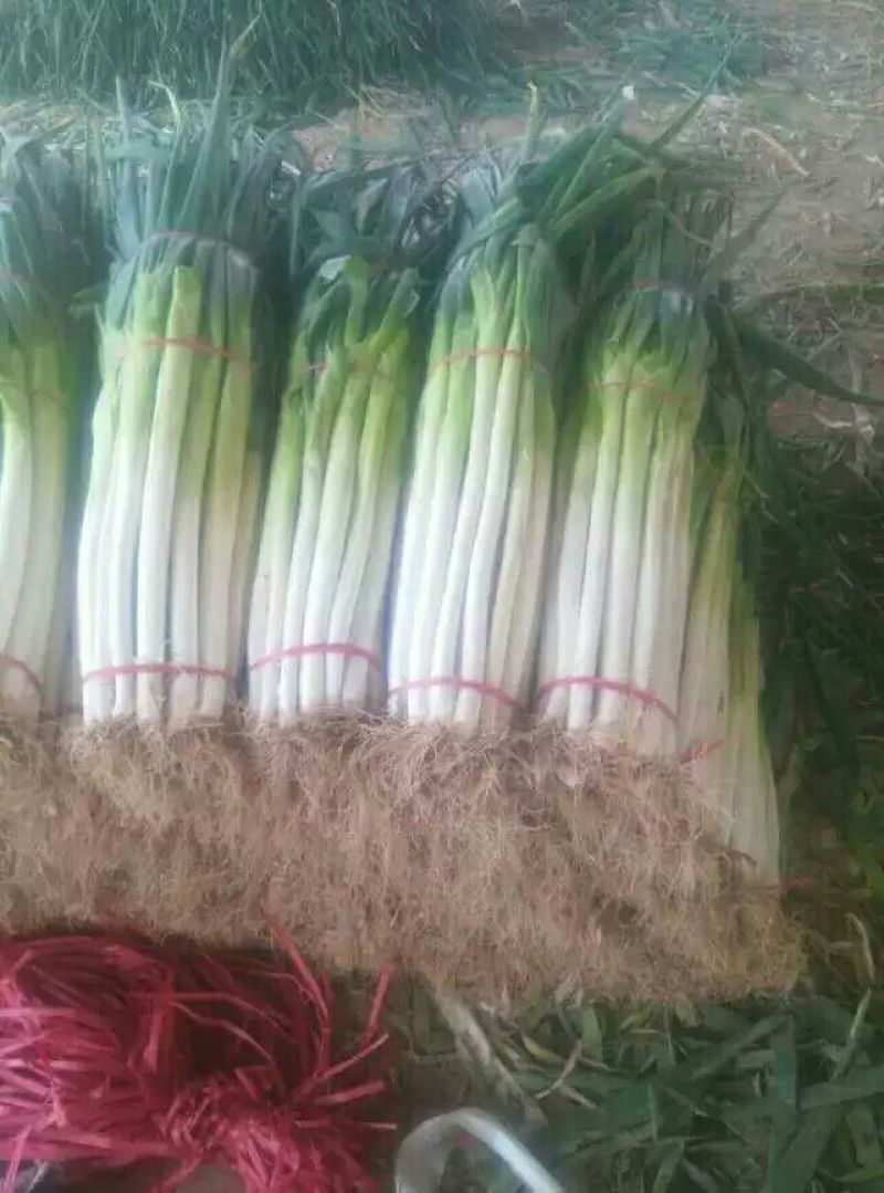 长白大葱葱白50公分，毛葱3cm左右