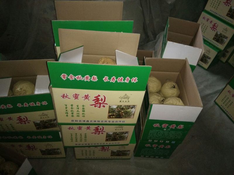 晚秋黄梨300~350g纸箱