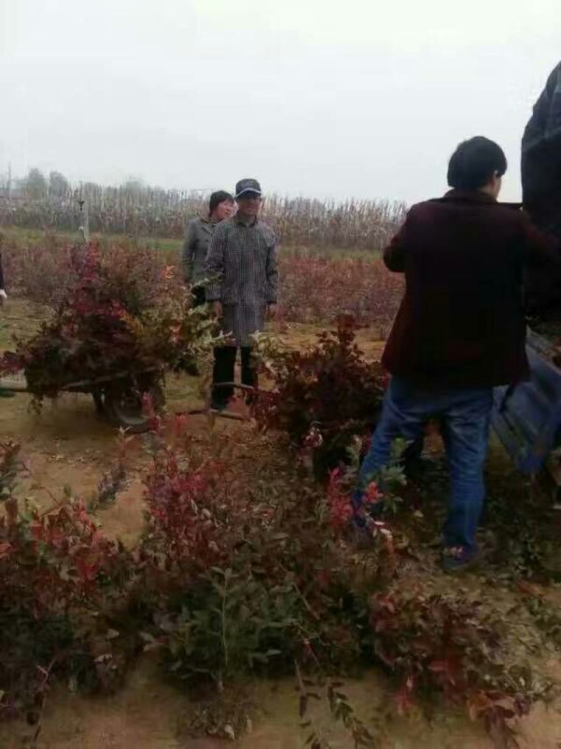 蓝莓苗品种齐全三年杯苗带花苞有果成活率高价格便宜