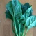 大叶菠菜20~25厘米