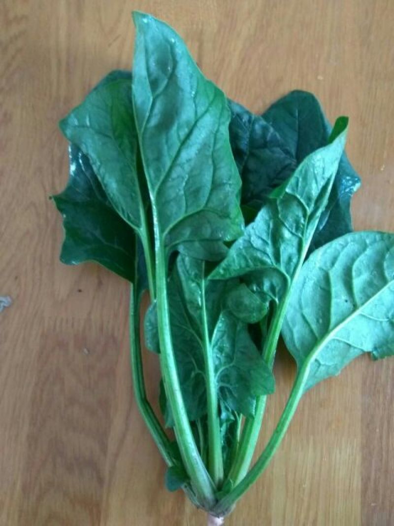 大叶菠菜20~25厘米