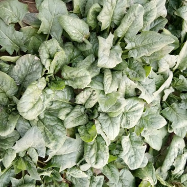 黑叶菠菜15~20厘米