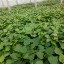 红薯苗龙九苗拔苗，炕苗免费提供种植技术放风苗