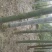 楠竹，原始竹林5~6cm5~6米