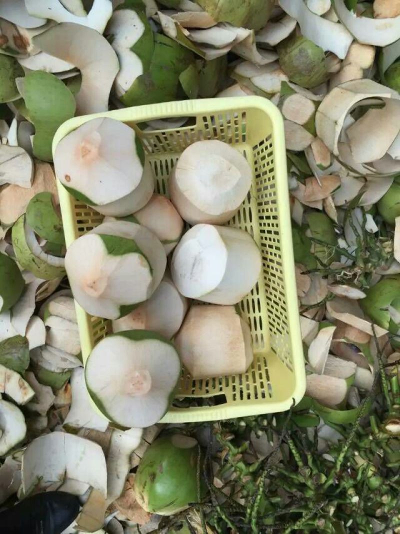 高种椰子