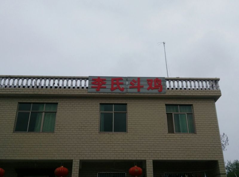 斗鸡苗1斤以下