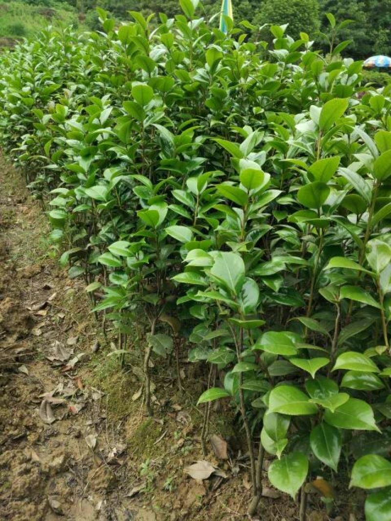 茶花树，七星茶花小苗，湖南茶花小苗，茶花球，茶花树价格