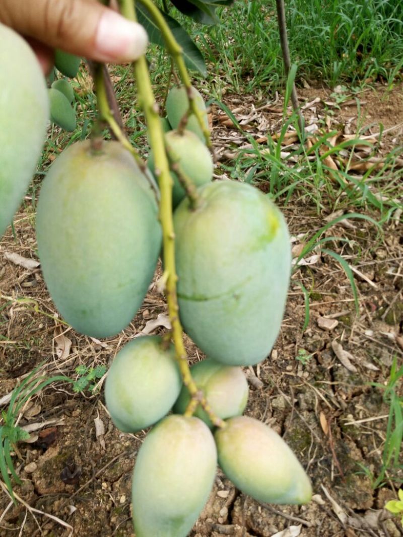 广西百色台农芒{专线直达}全国一吨起发（诚信经营）