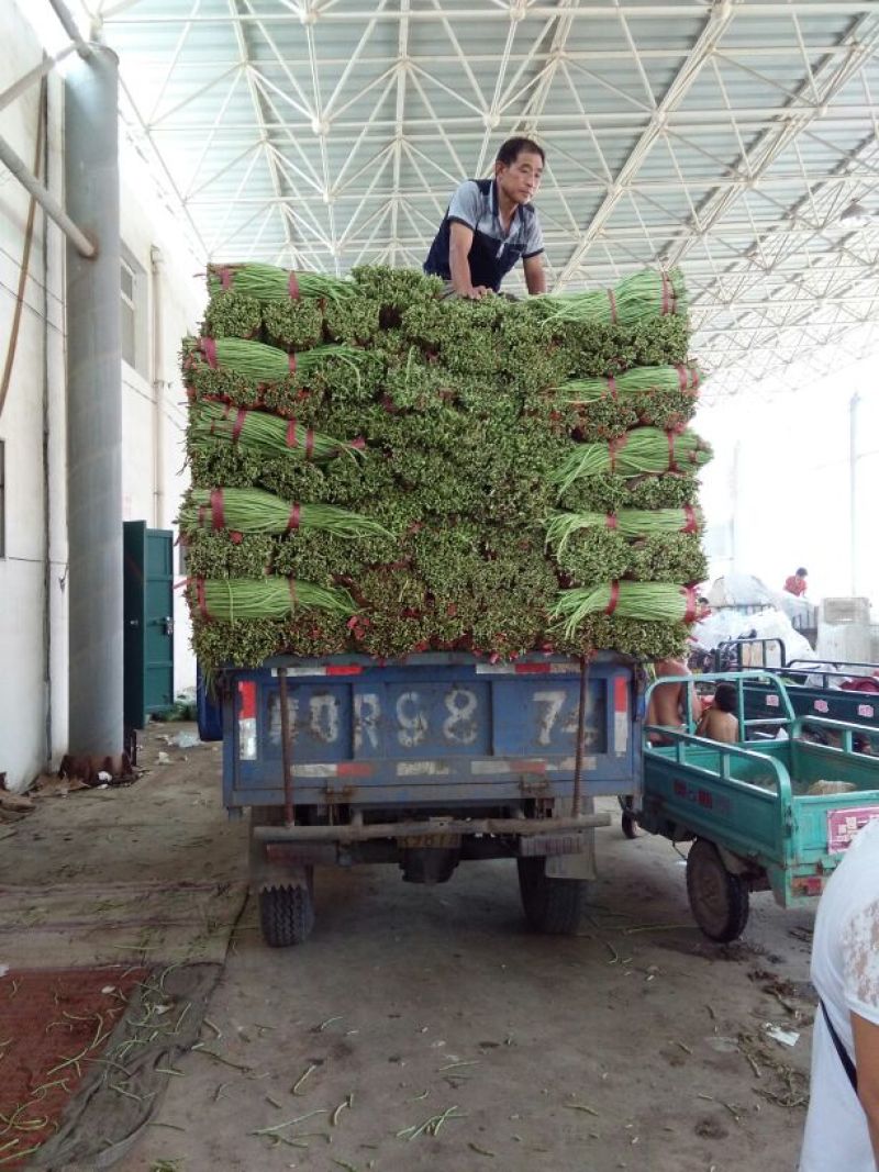 绿豆角，青豆角，白豆角长60厘米以上，质量上乘