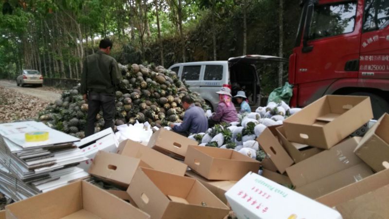 金钻十七号凤梨