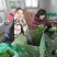 苦苣菜