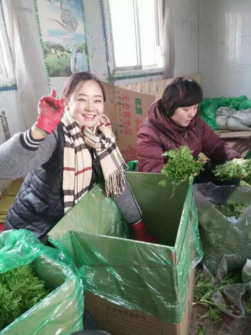 苦苣菜