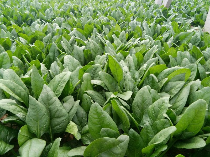 名门菠菜25~30厘米