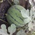 京欣西瓜10斤打底9成熟1茬