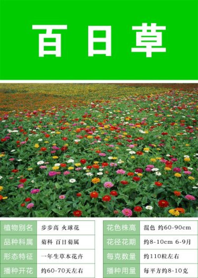 百日草种子