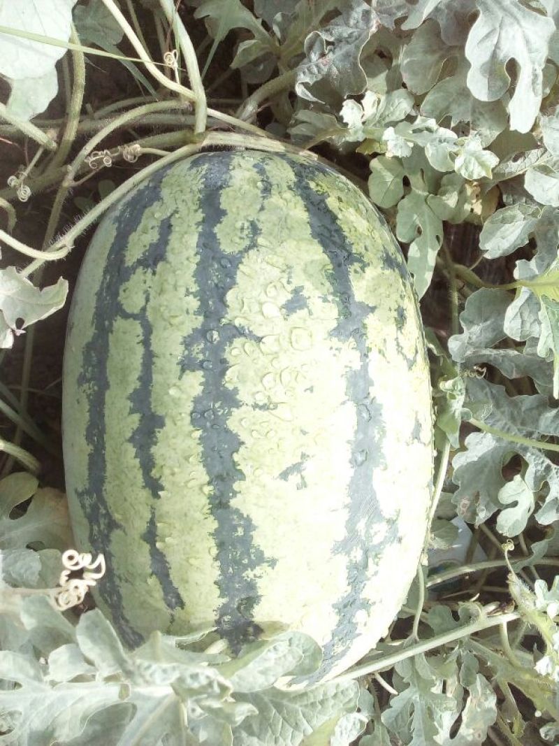 京欣西瓜8斤打底9成熟1茬