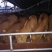 鲁西黄牛犊100~200kg