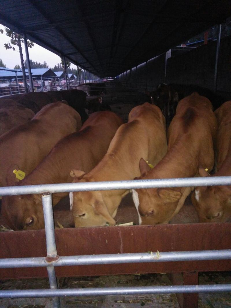 鲁西黄牛犊100~200kg