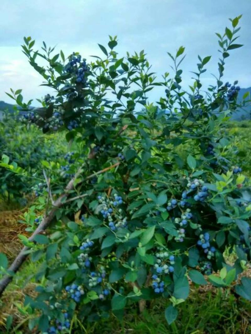 蓝莓4~6mm以上