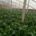 越冬菠菜15~20厘米