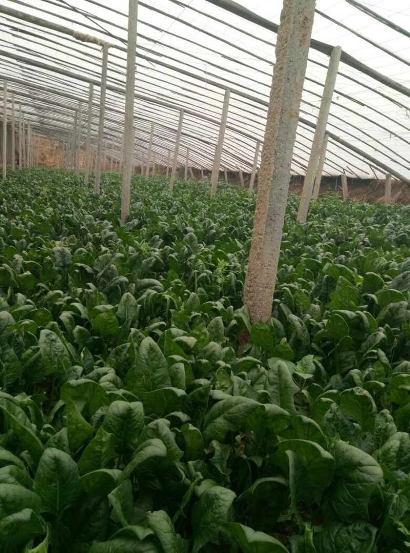 越冬菠菜15~20厘米