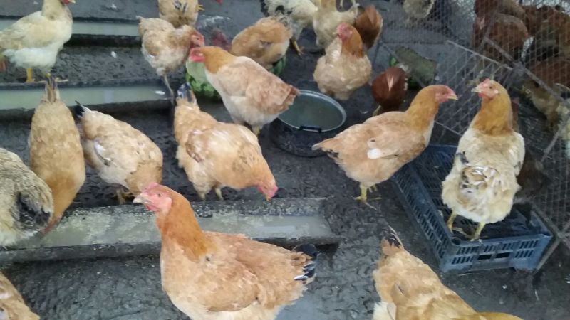 土鸡6~9月散养笨鸡