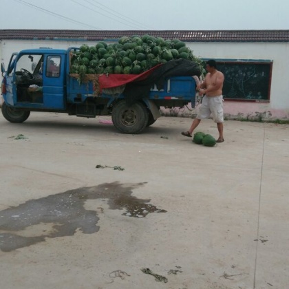 河南商丘市虞城县龙卷风西瓜 8斤打底 9成熟 1