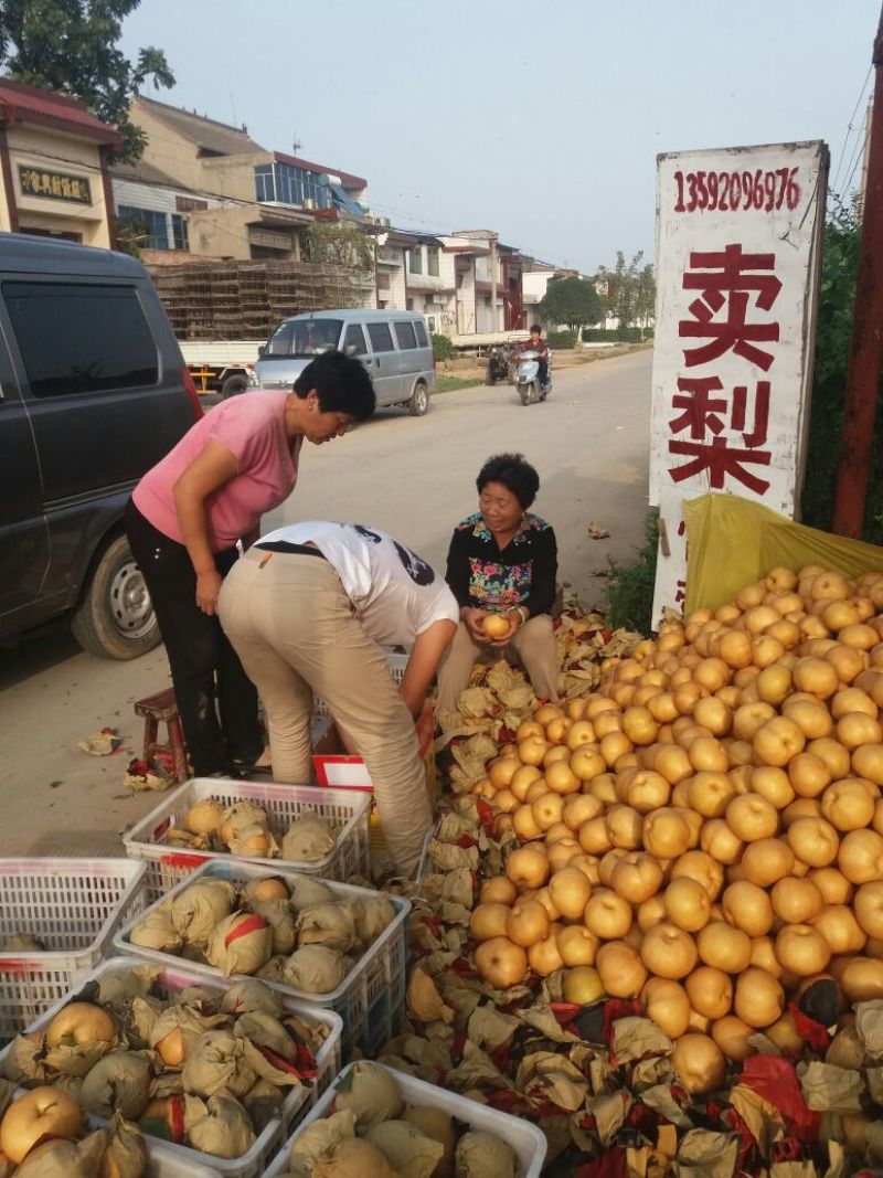 爱宕梨