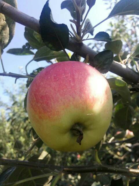 陕西咸阳市礼泉县松本锦苹果 75~80mm 纸袋批
