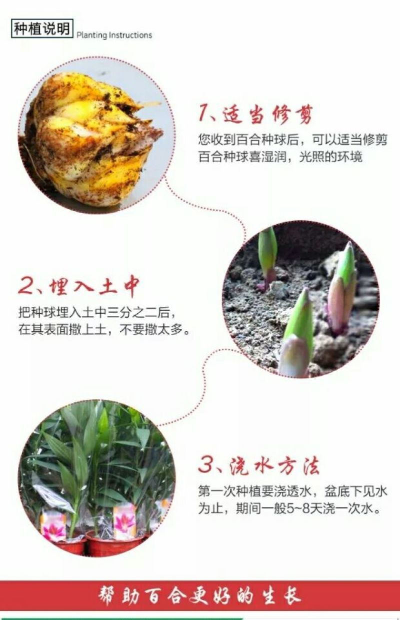 百合鲜切花单头
