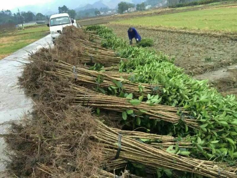 桂花苗120cm以上，地经1-3公分大量有货