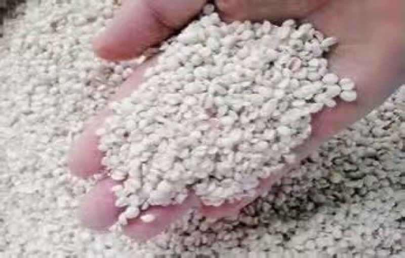 薏苡仁