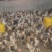 土鸡苗500克以下出壳苗