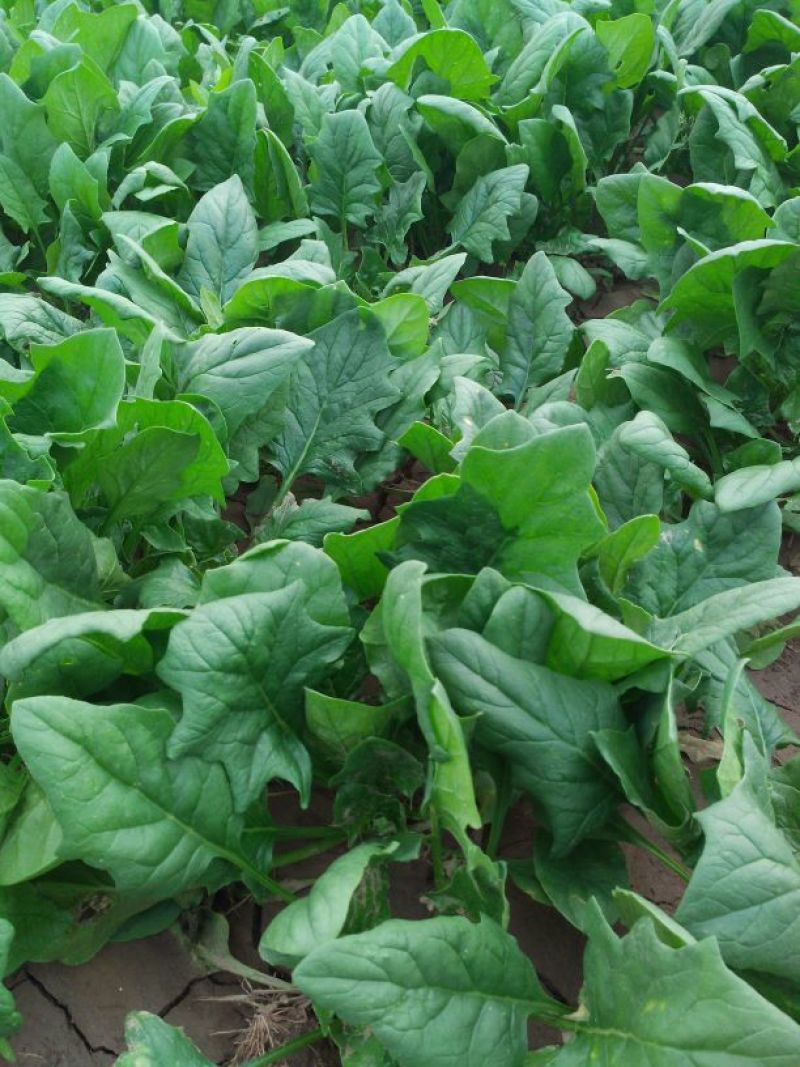 大叶菠菜20~25厘米