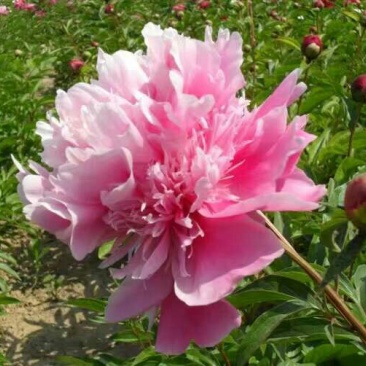 多花芍药2~4cm0.5米以下