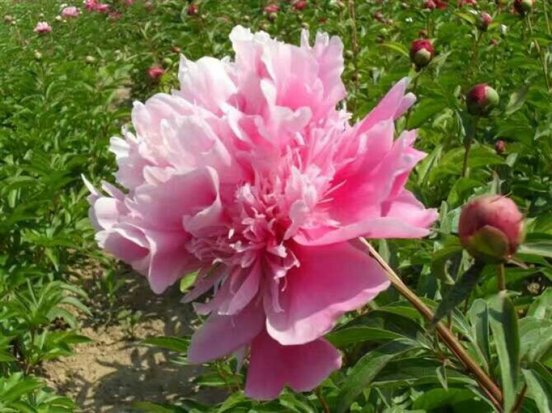 多花芍药2~4cm0.5米以下