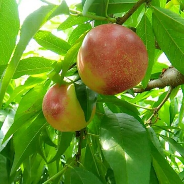 红芙蓉油桃4两以上