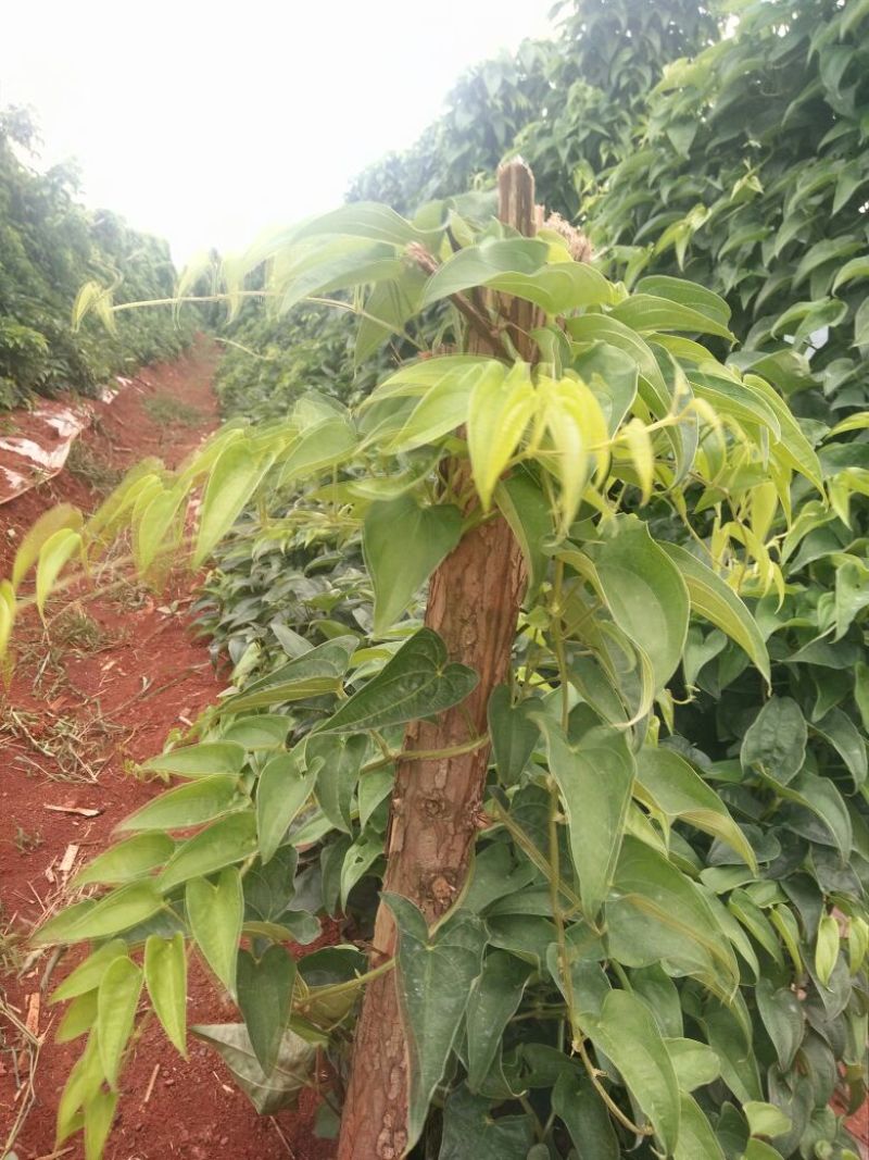 灵芝山药70厘米以上特级