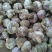 大蒜5~5.5cm干蒜