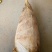 春笋10~15cm15~20cm20~25cm25~