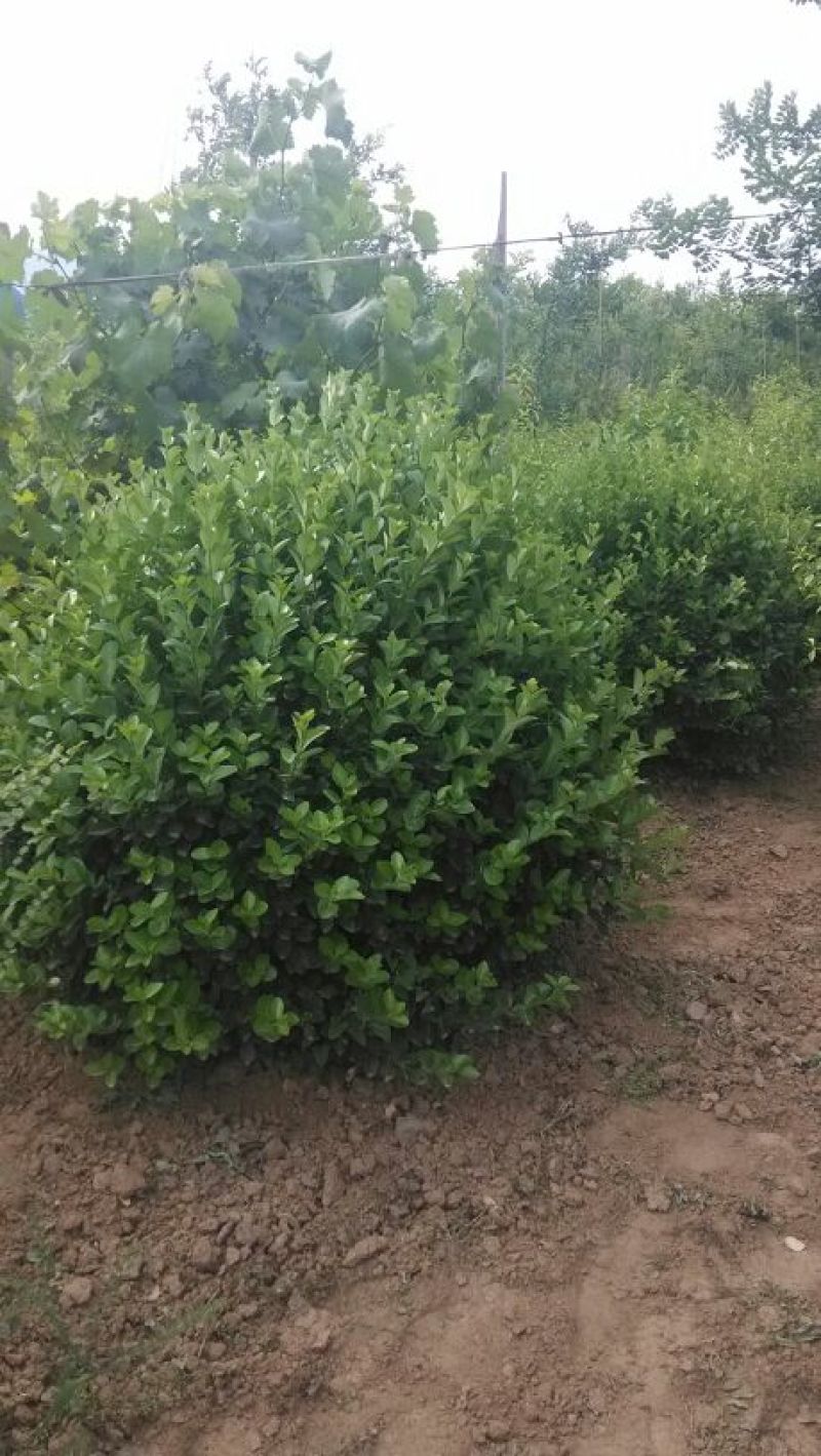 胶州卫矛1.5~2米