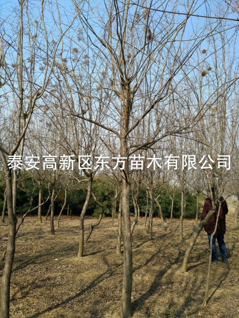 暴马丁香10~12cm8~10cm3.5~4米