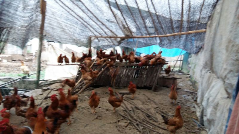 三黄鸡6~9月