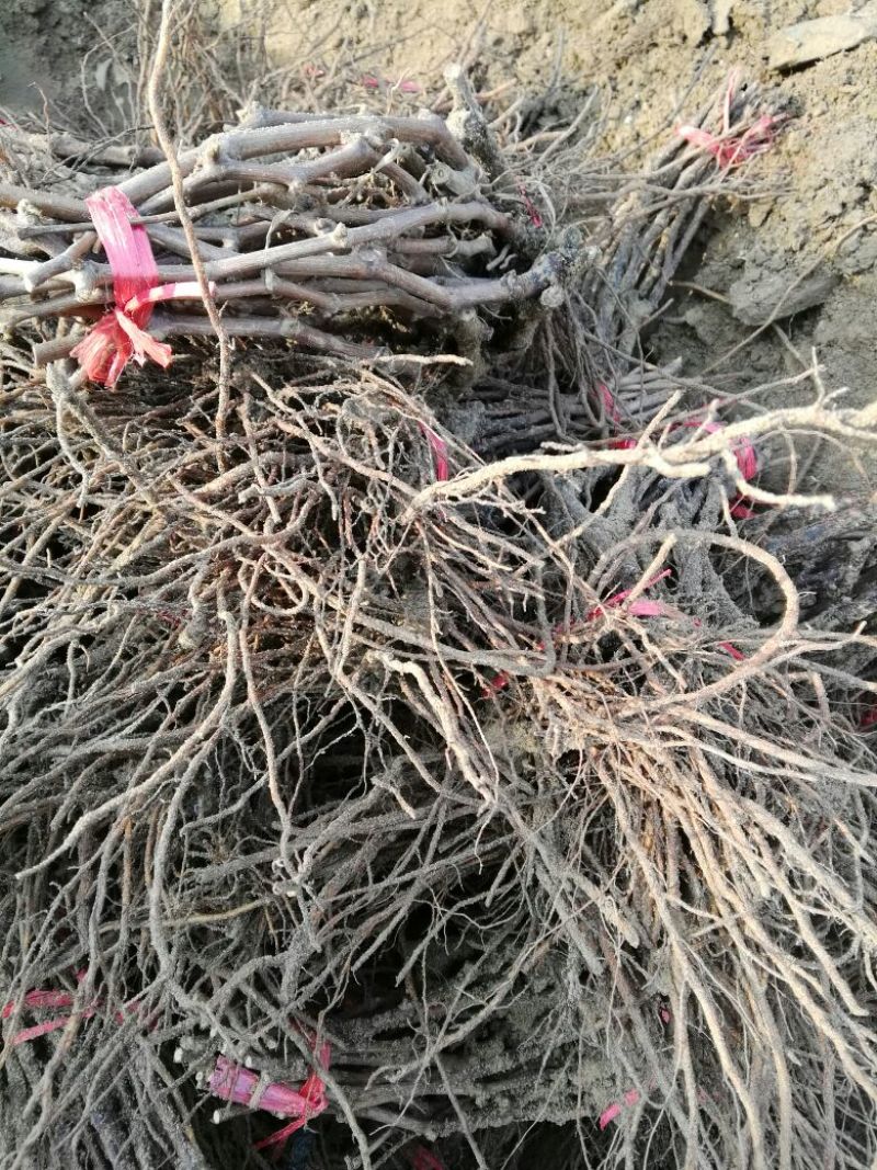户太八号葡萄苗1年30~50cm