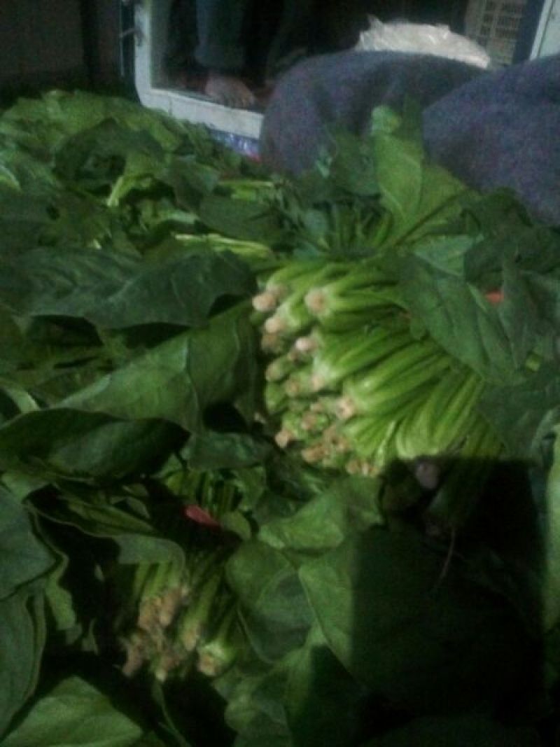 黑叶菠菜