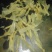 豆皮干