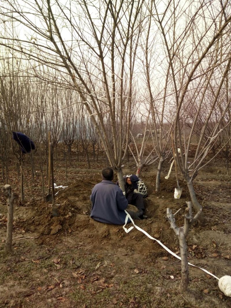 红叶碧桃10~12cm，紫叶碧桃8-10公分，12