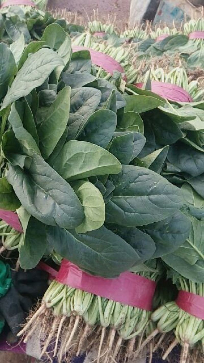 菠菜20~25厘米河北产地货源对接市场、商超欢迎电联